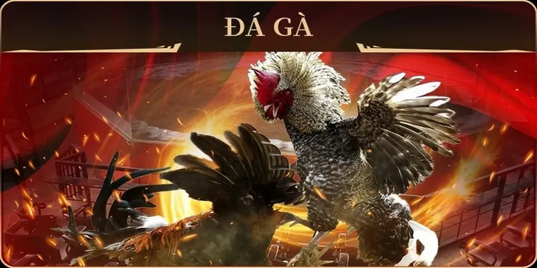 Hướng Dẫn Cách Chơi Đá Gà GA28 Tại SBOBET Cho Người Mới 2 Hướng Dẫn Cách Chơi Đá Gà GA28 Tại SBOBET Cho Người Mới