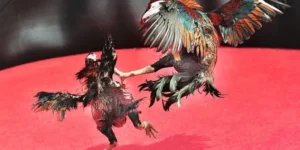 Chiến Thắng Mọi Kèo Đấu Với Cách Chơi Đá Gà Sabong Tại SBOBET