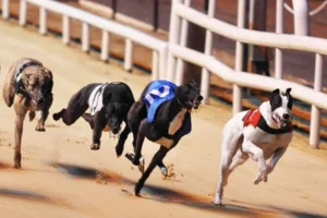 Hé Lộ Cách Chơi Game Nhanh Đua Chó Tại SBOBET Siêu Chuẩn