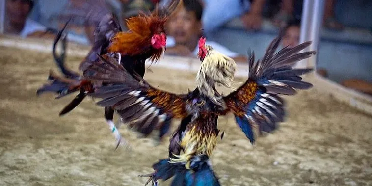 Chiến Thắng Mọi Kèo Đấu Với Cách Chơi Đá Gà Sabong Tại SBOBET 2 Chiến Thắng Mọi Kèo Đấu Với Cách Chơi Đá Gà Sabong Tại SBOBET