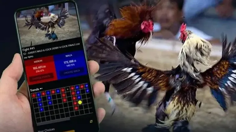 Bật Mí Kinh Nghiệm Cược Đá Gà SBOBET Luôn Thắng Từ Cao Thủ